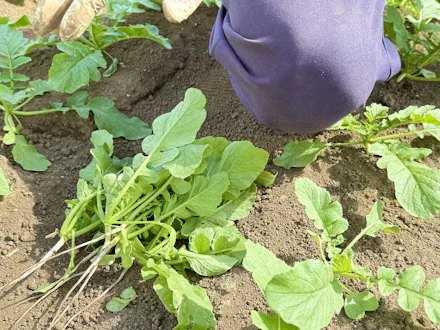 【三浦】トラック一台分を間引く!三浦半島発「おろぬき大根」は秋限定の幻の味「加藤農園」